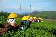 Image of workers harvesting tea
