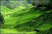 Image of a tea estate in Ceylon (Sri Lanka)